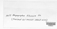 Rhopographus filicinus image